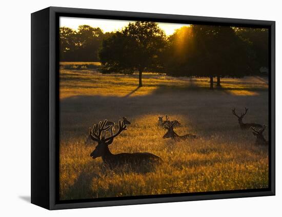 Red Deer, Cervus Elaphus, Resting on a Summer Evening-Alex Saberi-Framed Premier Image Canvas