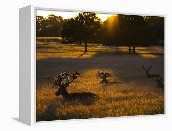 Red Deer, Cervus Elaphus, Resting on a Summer Evening-Alex Saberi-Framed Premier Image Canvas