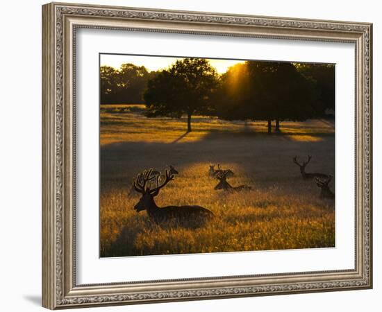 Red Deer, Cervus Elaphus, Resting on a Summer Evening-Alex Saberi-Framed Photographic Print