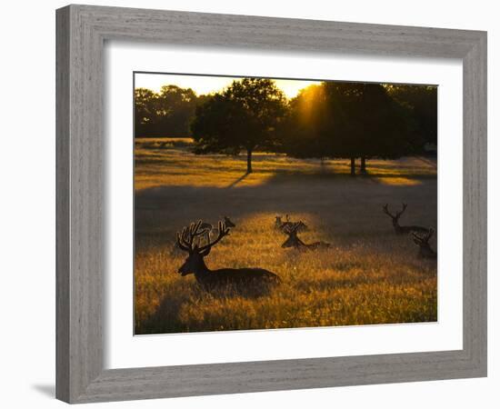 Red Deer, Cervus Elaphus, Resting on a Summer Evening-Alex Saberi-Framed Photographic Print