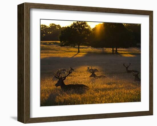 Red Deer, Cervus Elaphus, Resting on a Summer Evening-Alex Saberi-Framed Photographic Print