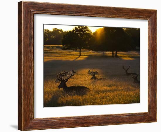 Red Deer, Cervus Elaphus, Resting on a Summer Evening-Alex Saberi-Framed Photographic Print