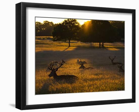 Red Deer, Cervus Elaphus, Resting on a Summer Evening-Alex Saberi-Framed Photographic Print