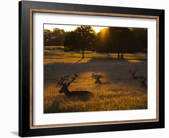 Red Deer, Cervus Elaphus, Resting on a Summer Evening-Alex Saberi-Framed Photographic Print