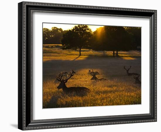 Red Deer, Cervus Elaphus, Resting on a Summer Evening-Alex Saberi-Framed Photographic Print