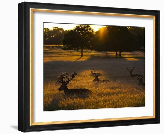 Red Deer, Cervus Elaphus, Resting on a Summer Evening-Alex Saberi-Framed Photographic Print