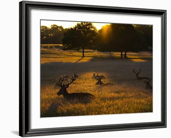 Red Deer, Cervus Elaphus, Resting on a Summer Evening-Alex Saberi-Framed Photographic Print