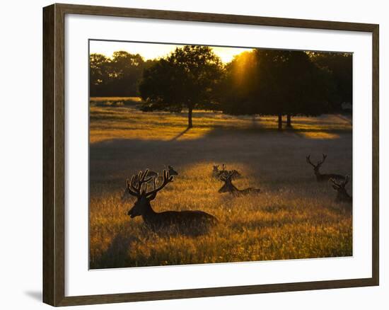 Red Deer, Cervus Elaphus, Resting on a Summer Evening-Alex Saberi-Framed Photographic Print