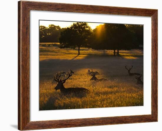 Red Deer, Cervus Elaphus, Resting on a Summer Evening-Alex Saberi-Framed Photographic Print