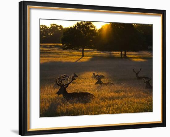 Red Deer, Cervus Elaphus, Resting on a Summer Evening-Alex Saberi-Framed Photographic Print