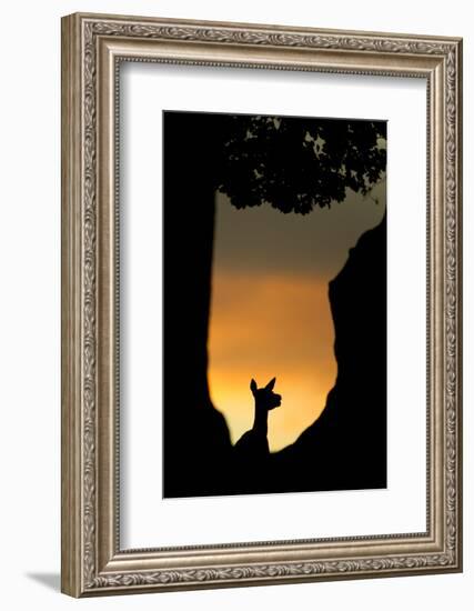 Red Deer (Cervus Elaphus) Silhouette of Hind in Woodland Glade at Sunset, Bradgate Park, UK-Danny Green-Framed Photographic Print