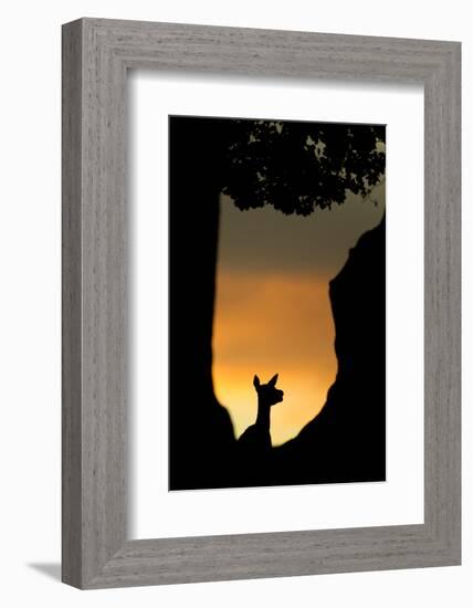 Red Deer (Cervus Elaphus) Silhouette of Hind in Woodland Glade at Sunset, Bradgate Park, UK-Danny Green-Framed Photographic Print