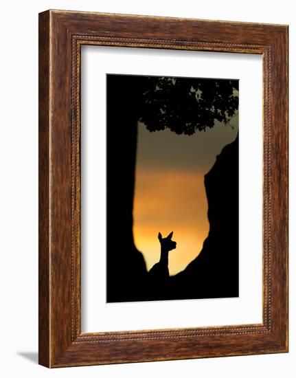 Red Deer (Cervus Elaphus) Silhouette of Hind in Woodland Glade at Sunset, Bradgate Park, UK-Danny Green-Framed Photographic Print