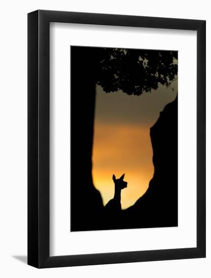 Red Deer (Cervus Elaphus) Silhouette of Hind in Woodland Glade at Sunset, Bradgate Park, UK-Danny Green-Framed Photographic Print