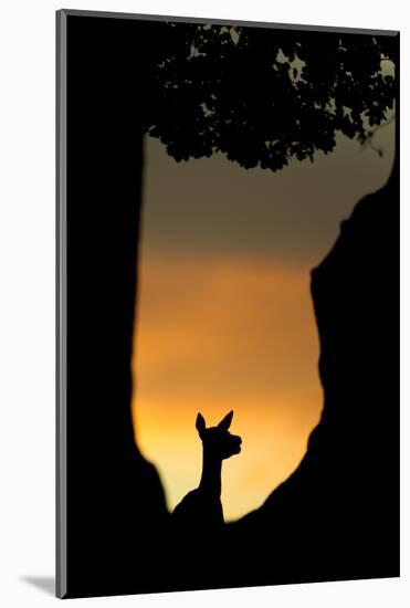 Red Deer (Cervus Elaphus) Silhouette of Hind in Woodland Glade at Sunset, Bradgate Park, UK-Danny Green-Mounted Photographic Print