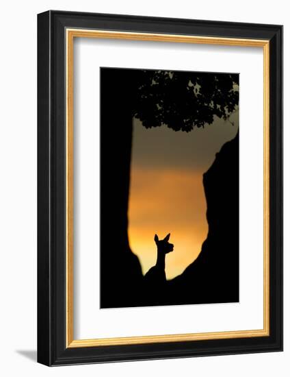 Red Deer (Cervus Elaphus) Silhouette of Hind in Woodland Glade at Sunset, Bradgate Park, UK-Danny Green-Framed Photographic Print