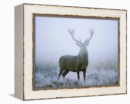 Red Deer (Cervus Elaphus) Stag at Dawn During Rut in September, UK, Europe-David Tipling-Framed Premier Image Canvas