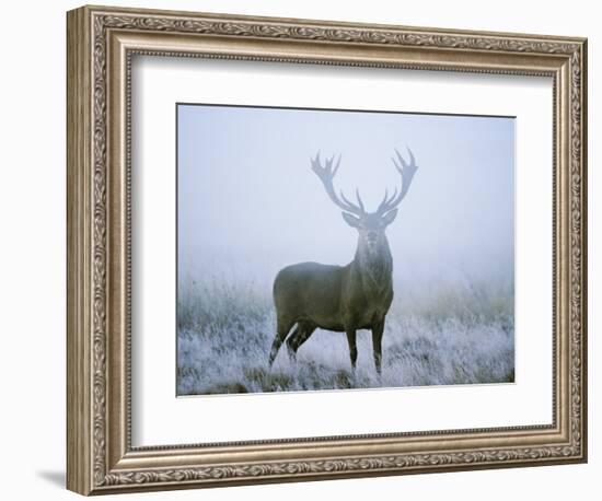 Red Deer (Cervus Elaphus) Stag at Dawn During Rut in September, UK, Europe-David Tipling-Framed Photographic Print