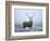 Red Deer (Cervus Elaphus) Stag at Dawn During Rut in September, UK, Europe-David Tipling-Framed Photographic Print