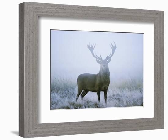 Red Deer (Cervus Elaphus) Stag at Dawn During Rut in September, UK, Europe-David Tipling-Framed Photographic Print