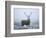 Red Deer (Cervus Elaphus) Stag at Dawn During Rut in September, UK, Europe-David Tipling-Framed Photographic Print