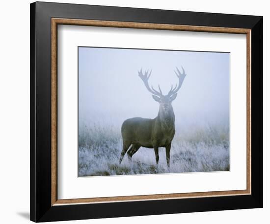 Red Deer (Cervus Elaphus) Stag at Dawn During Rut in September, UK, Europe-David Tipling-Framed Photographic Print