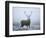 Red Deer (Cervus Elaphus) Stag at Dawn During Rut in September, UK, Europe-David Tipling-Framed Photographic Print