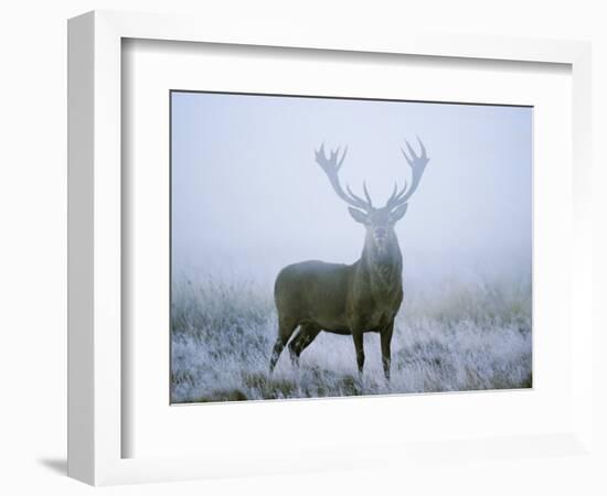 Red Deer (Cervus Elaphus) Stag at Dawn During Rut in September, UK, Europe-David Tipling-Framed Photographic Print