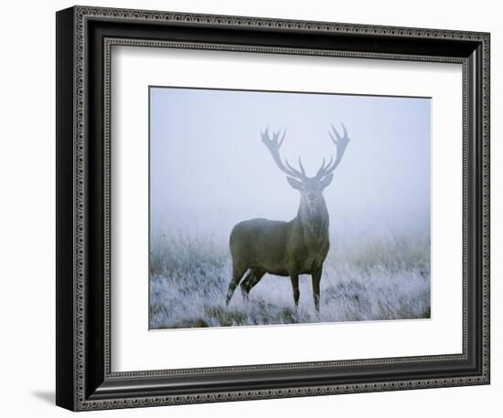 Red Deer (Cervus Elaphus) Stag at Dawn During Rut in September, UK, Europe-David Tipling-Framed Photographic Print