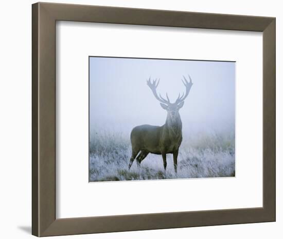 Red Deer (Cervus Elaphus) Stag at Dawn During Rut in September, UK, Europe-David Tipling-Framed Photographic Print