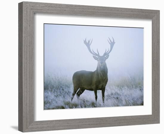 Red Deer (Cervus Elaphus) Stag at Dawn During Rut in September, UK, Europe-David Tipling-Framed Photographic Print