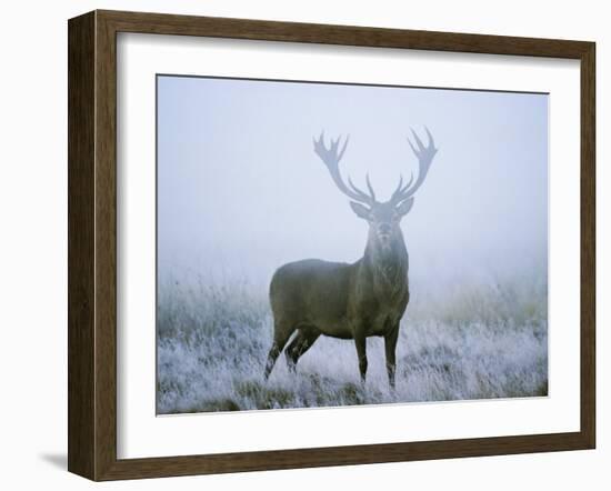 Red Deer (Cervus Elaphus) Stag at Dawn During Rut in September, UK, Europe-David Tipling-Framed Photographic Print