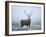 Red Deer (Cervus Elaphus) Stag at Dawn During Rut in September, UK, Europe-David Tipling-Framed Photographic Print