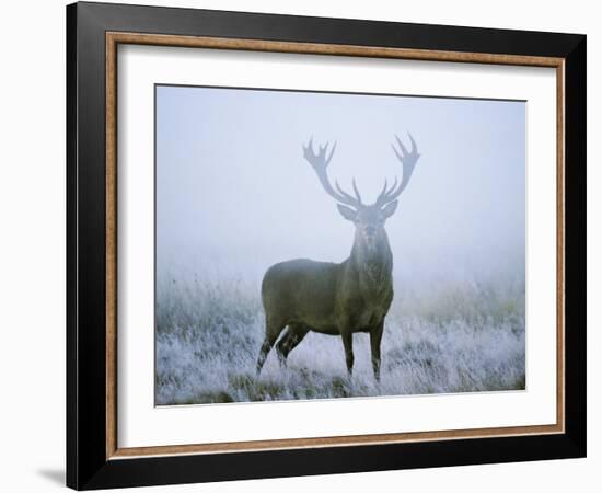 Red Deer (Cervus Elaphus) Stag at Dawn During Rut in September, UK, Europe-David Tipling-Framed Photographic Print