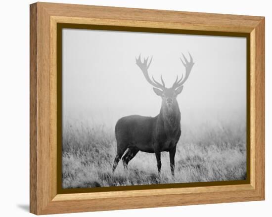 Red Deer (Cervus Elaphus) Stag at Dawn During Rut in September, UK, Europe-David Tipling-Framed Premier Image Canvas