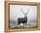 Red Deer (Cervus Elaphus) Stag at Dawn During Rut in September, UK, Europe-David Tipling-Framed Premier Image Canvas