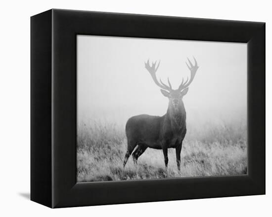 Red Deer (Cervus Elaphus) Stag at Dawn During Rut in September, UK, Europe-David Tipling-Framed Premier Image Canvas