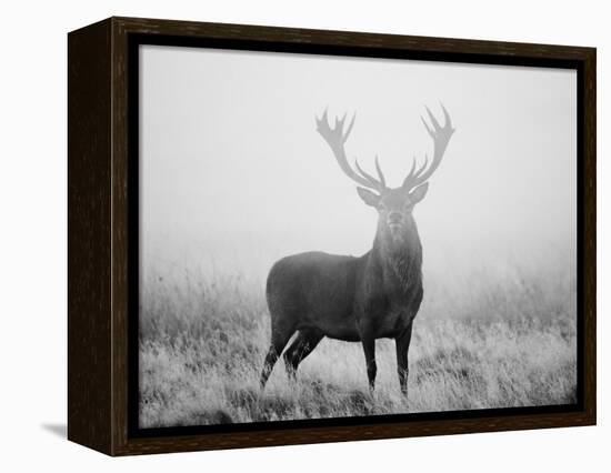 Red Deer (Cervus Elaphus) Stag at Dawn During Rut in September, UK, Europe-David Tipling-Framed Premier Image Canvas