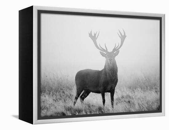 Red Deer (Cervus Elaphus) Stag at Dawn During Rut in September, UK, Europe-David Tipling-Framed Premier Image Canvas