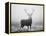 Red Deer (Cervus Elaphus) Stag at Dawn During Rut in September, UK, Europe-David Tipling-Framed Premier Image Canvas