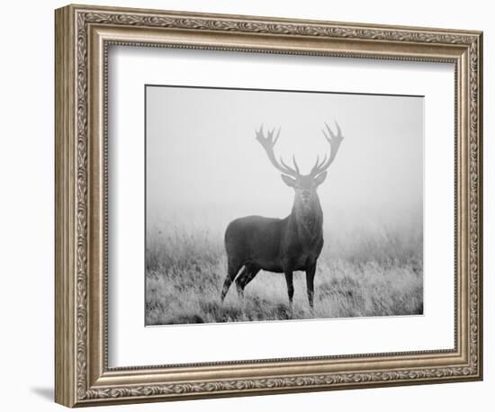 Red Deer (Cervus Elaphus) Stag at Dawn During Rut in September, UK, Europe-David Tipling-Framed Photographic Print