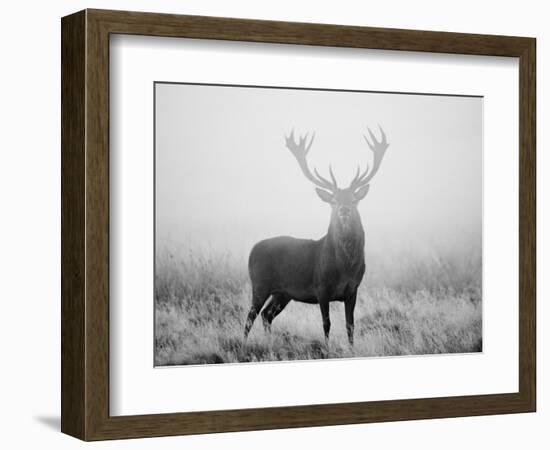 Red Deer (Cervus Elaphus) Stag at Dawn During Rut in September, UK, Europe-David Tipling-Framed Photographic Print