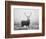 Red Deer (Cervus Elaphus) Stag at Dawn During Rut in September, UK, Europe-David Tipling-Framed Photographic Print