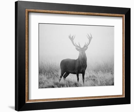 Red Deer (Cervus Elaphus) Stag at Dawn During Rut in September, UK, Europe-David Tipling-Framed Photographic Print