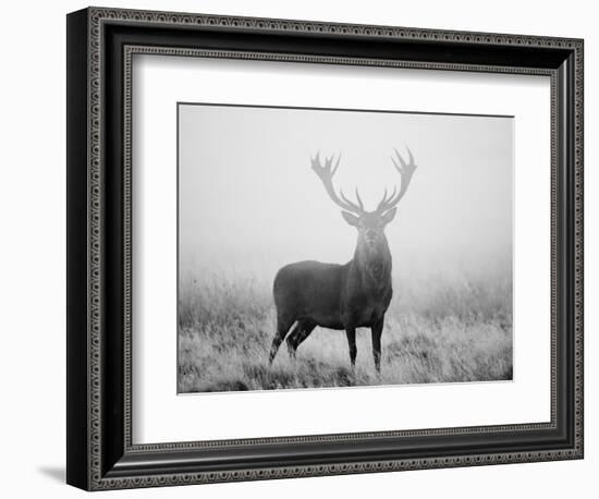 Red Deer (Cervus Elaphus) Stag at Dawn During Rut in September, UK, Europe-David Tipling-Framed Photographic Print