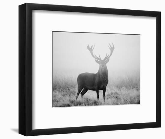 Red Deer (Cervus Elaphus) Stag at Dawn During Rut in September, UK, Europe-David Tipling-Framed Photographic Print