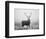 Red Deer (Cervus Elaphus) Stag at Dawn During Rut in September, UK, Europe-David Tipling-Framed Photographic Print