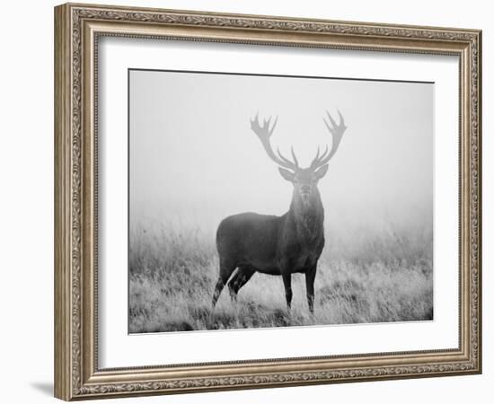 Red Deer (Cervus Elaphus) Stag at Dawn During Rut in September, UK, Europe-David Tipling-Framed Photographic Print