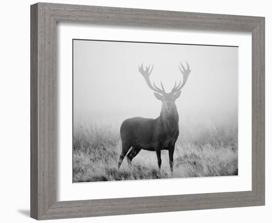 Red Deer (Cervus Elaphus) Stag at Dawn During Rut in September, UK, Europe-David Tipling-Framed Photographic Print