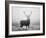 Red Deer (Cervus Elaphus) Stag at Dawn During Rut in September, UK, Europe-David Tipling-Framed Photographic Print